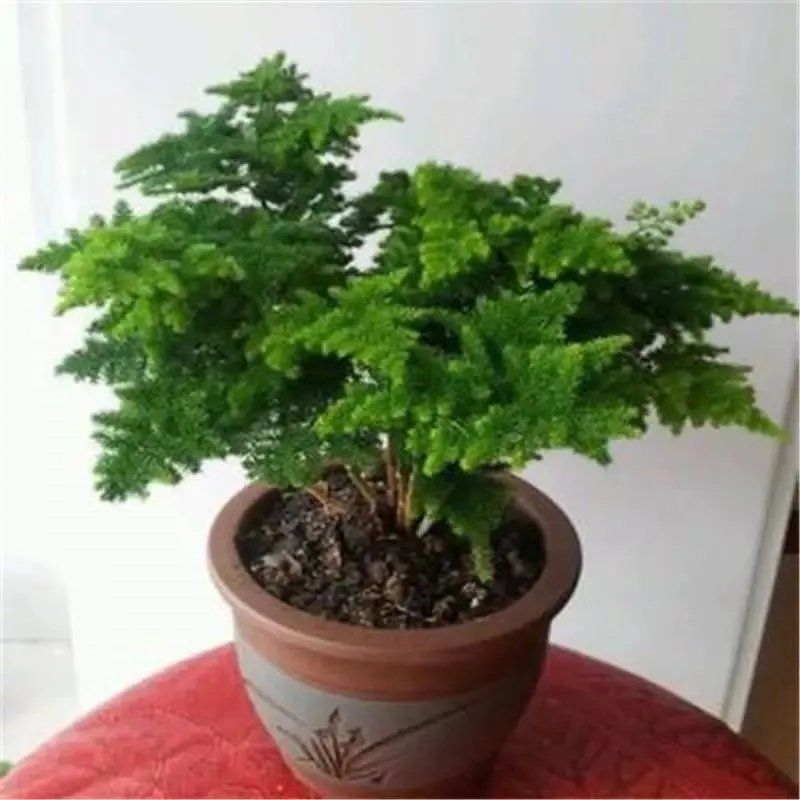 文竹盆栽植物室内净化空气办公室绿植花卉盆栽盆景四季常青小