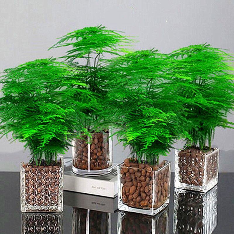 文竹盆栽植物室内净化空气办公室绿植花卉盆栽盆景四季常青小