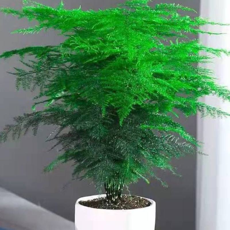 文竹盆栽植物室内净化空气办公室绿植花卉盆栽盆景四季常青小