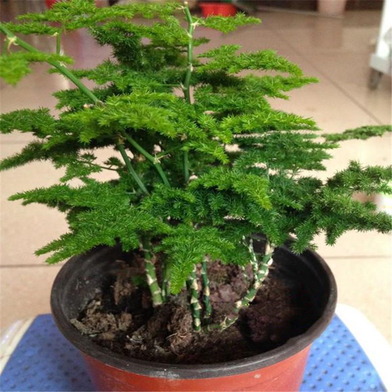 文竹盆栽植物室内净化空气办公室绿植花卉盆栽盆景四季常青小