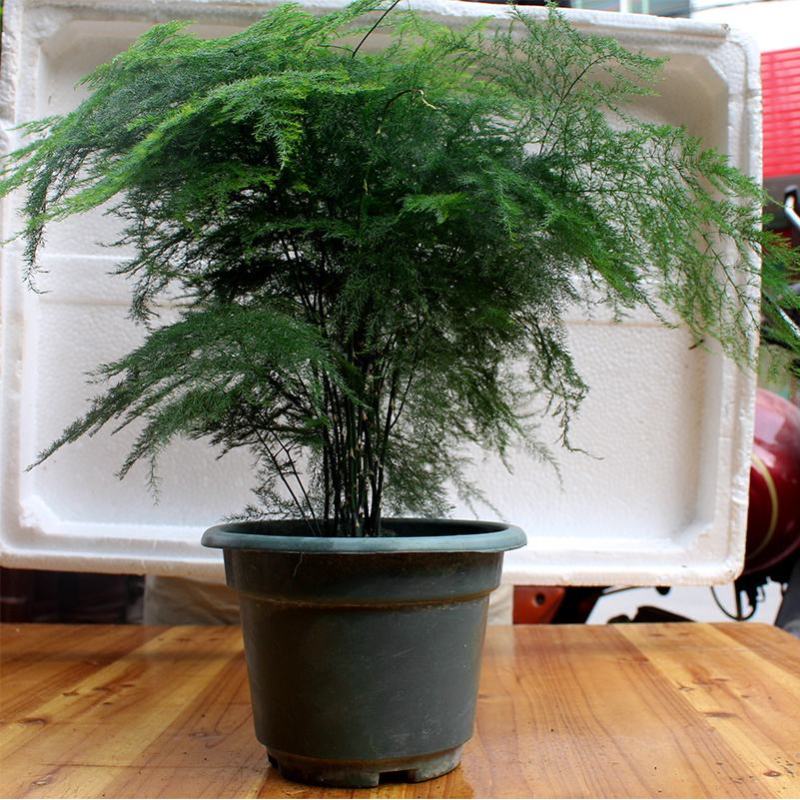 文竹盆栽植物室内净化空气办公室绿植花卉盆栽盆景四季常青小
