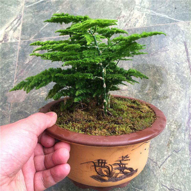 文竹盆栽植物室内净化空气办公室绿植花卉盆栽盆景四季常青小