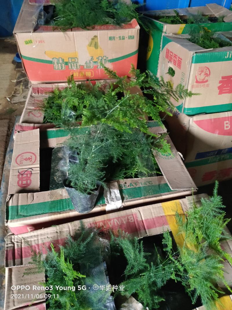 文竹盆栽植物室内净化空气办公室绿植花卉盆栽盆景四季常青小