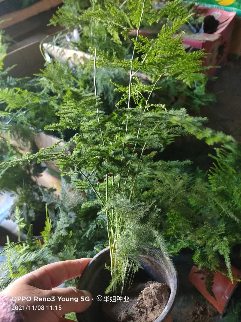 文竹盆栽植物室内净化空气办公室绿植花卉盆栽盆景四季常青小