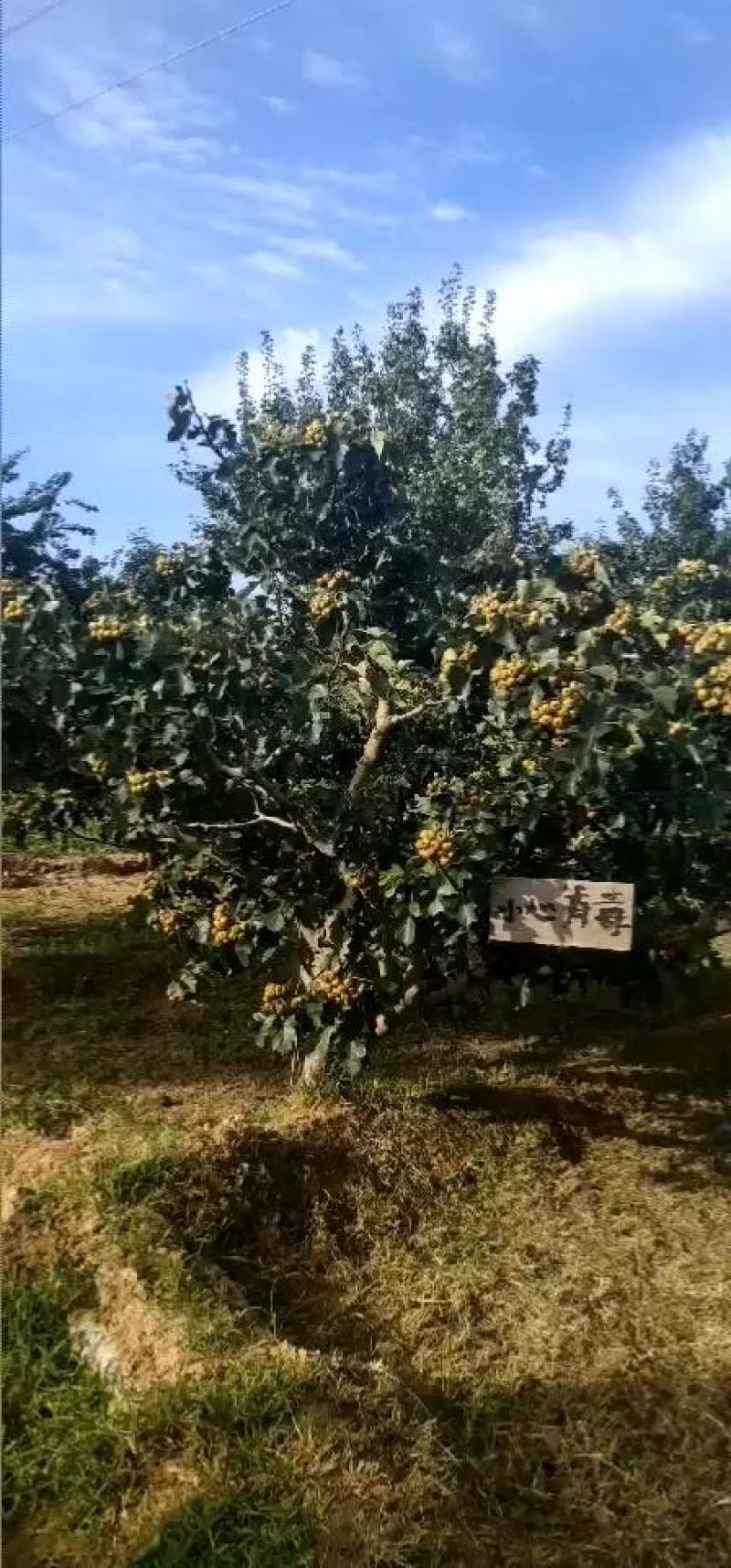 山楂树苗大金星山楂苗山楂树苗大五棱山楂树苗大山楂树