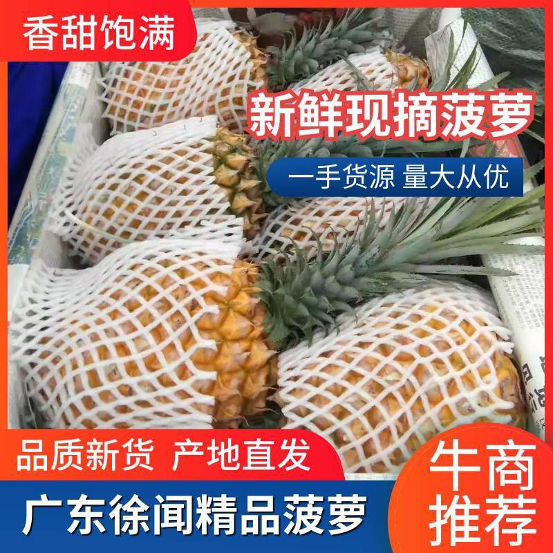 【热卖中】徐闻菠萝菠萝的海香飘四海欢迎各地客户前来选购