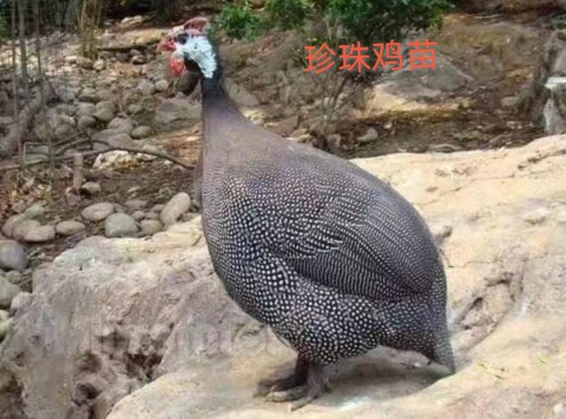 【推荐】珍珠鸡苗厂家直发质量保证诚信企业欢迎来电订购