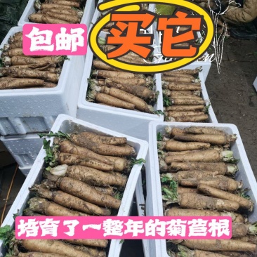 菊苣根盆栽蔬菜金玉兰菜芽球菊苣可盆栽可箱栽,新根开挖现货