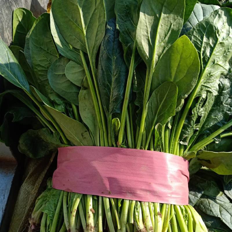 河北衡水菠菜已大量上市了
