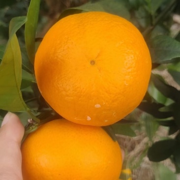 沃柑，果面干净，细皮，口感好
