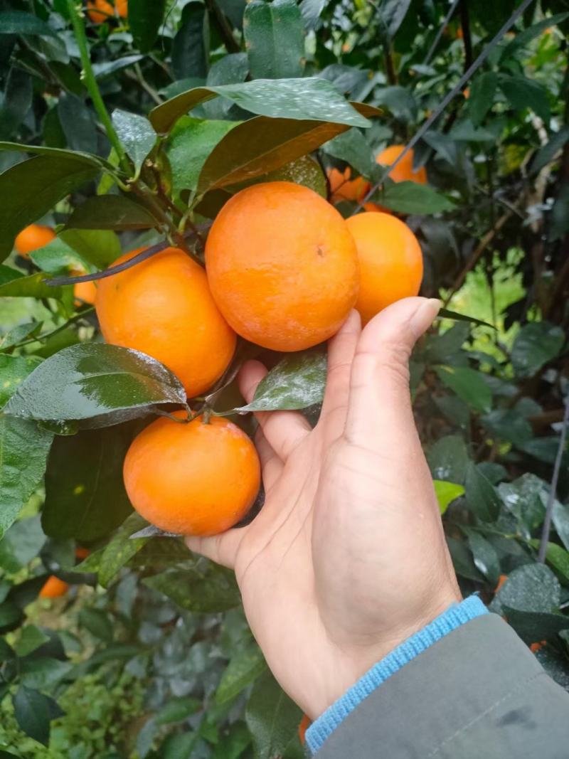沃柑，果面干净，细皮，口感好