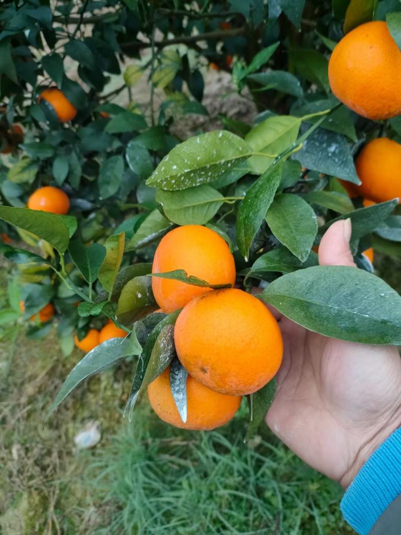 沃柑，果面干净，细皮，口感好