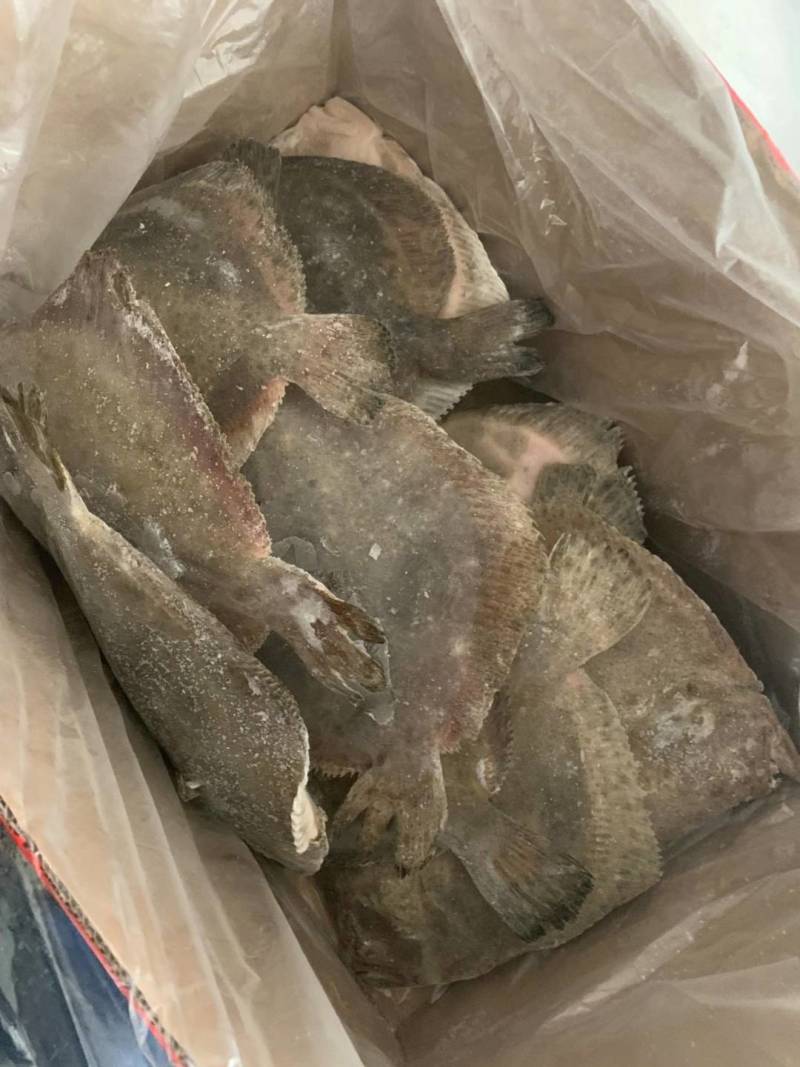 单冻多宝鱼，规格齐全，电商酒店**，全国批发。