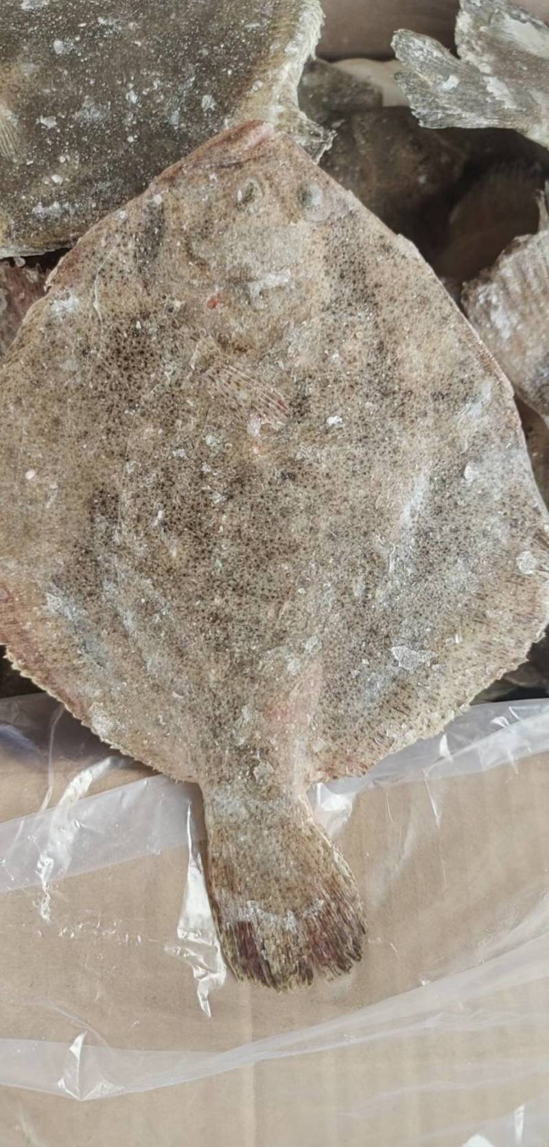 单冻多宝鱼，规格齐全，电商酒店**，全国批发。