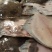 单冻多宝鱼，规格齐全，电商酒店**，全国批发。