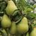 梨树苗，嫁接玉露香保品种红香酥，酥梨免费技术指导