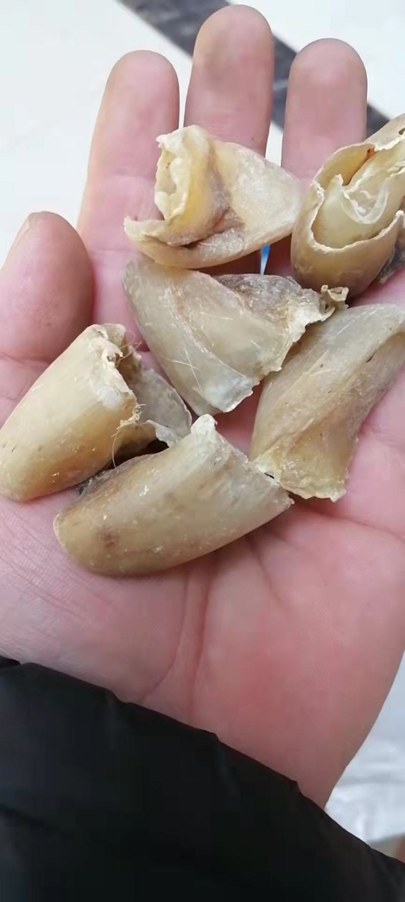 猪蹄甲猪甲生猪蹄甲炙猪蹄甲一公斤起批