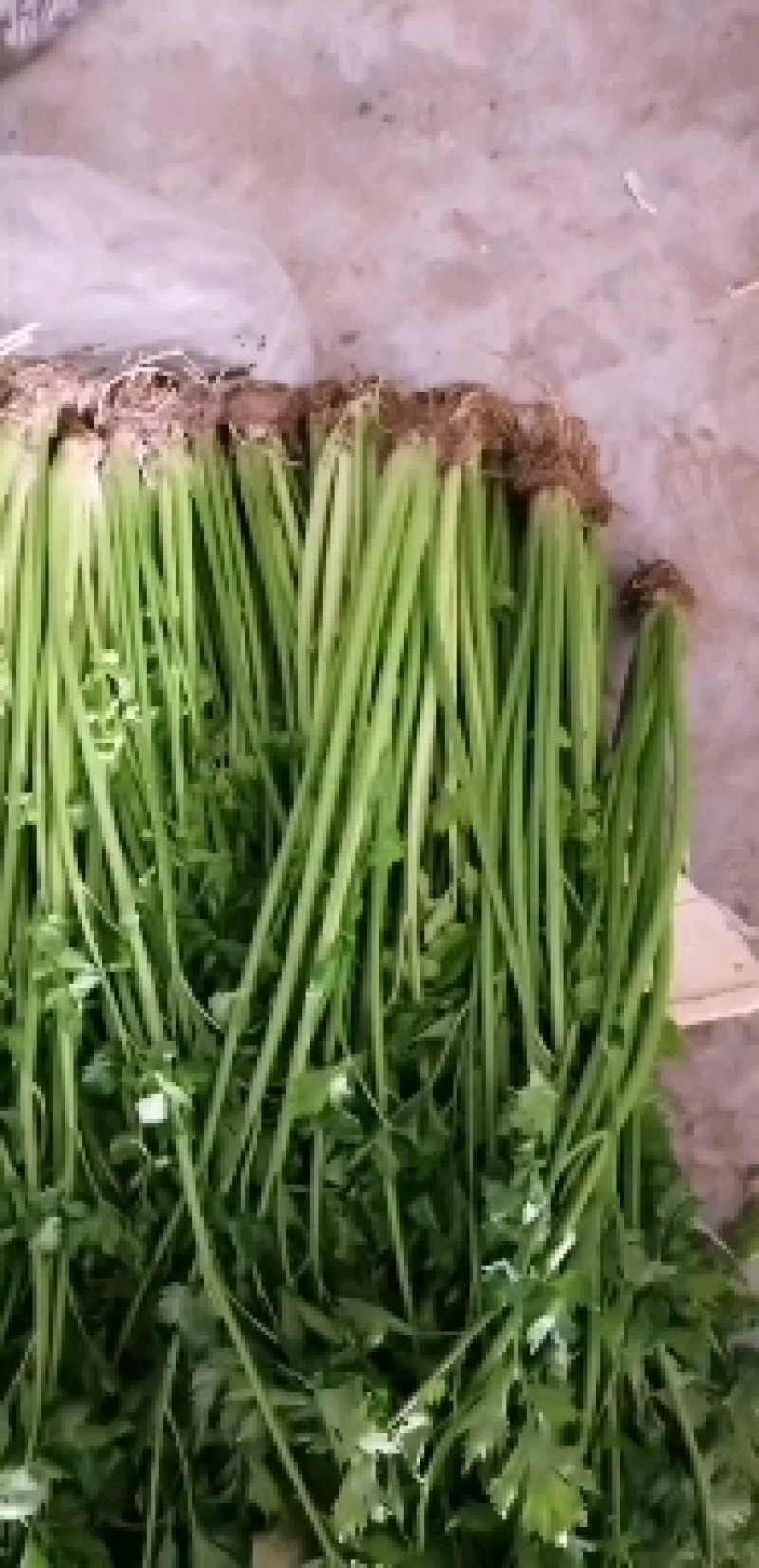 销售马家沟芹菜