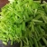 销售马家沟芹菜