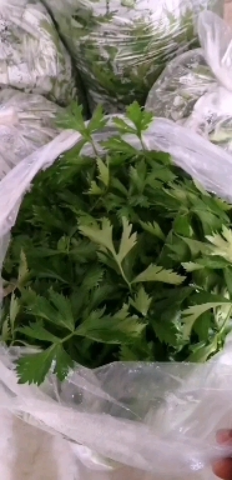 销售马家沟芹菜