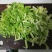 销售马家沟芹菜