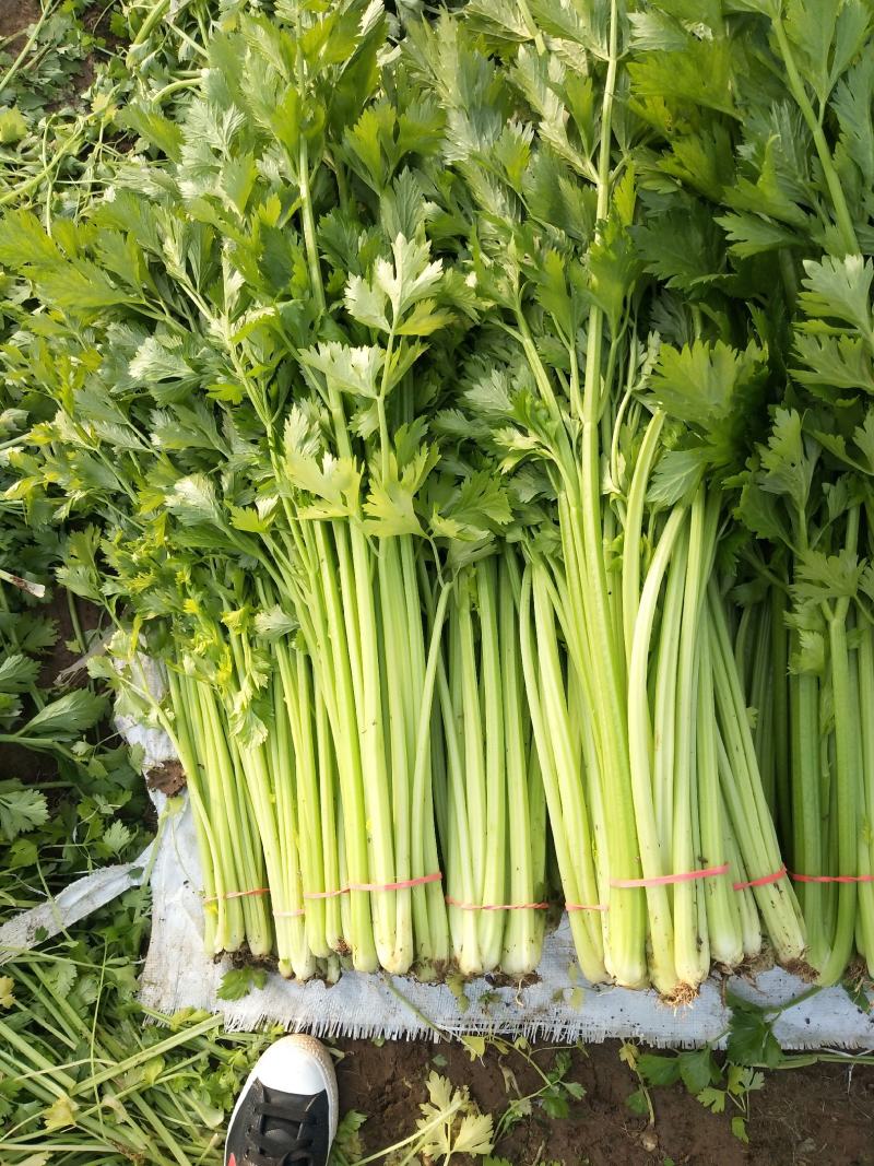 大棚香芹，鲜绿，2021年上市，地头装车