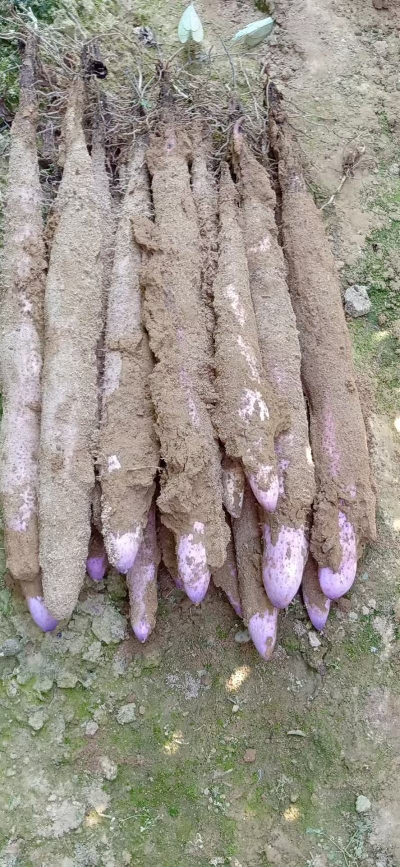 贺州淮山药