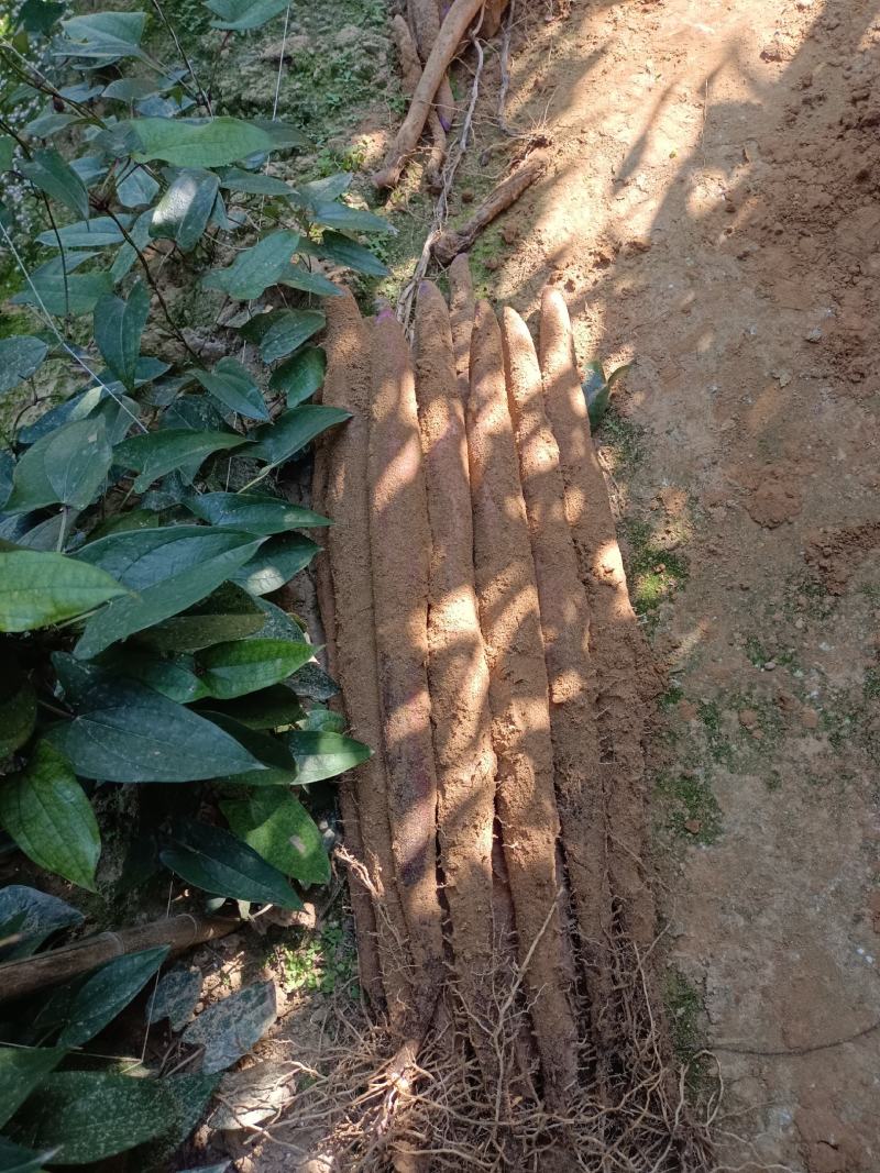 贺州淮山药