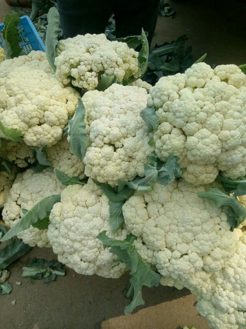 有机花菜产地直销，量大从优，货源充足，诚信经营