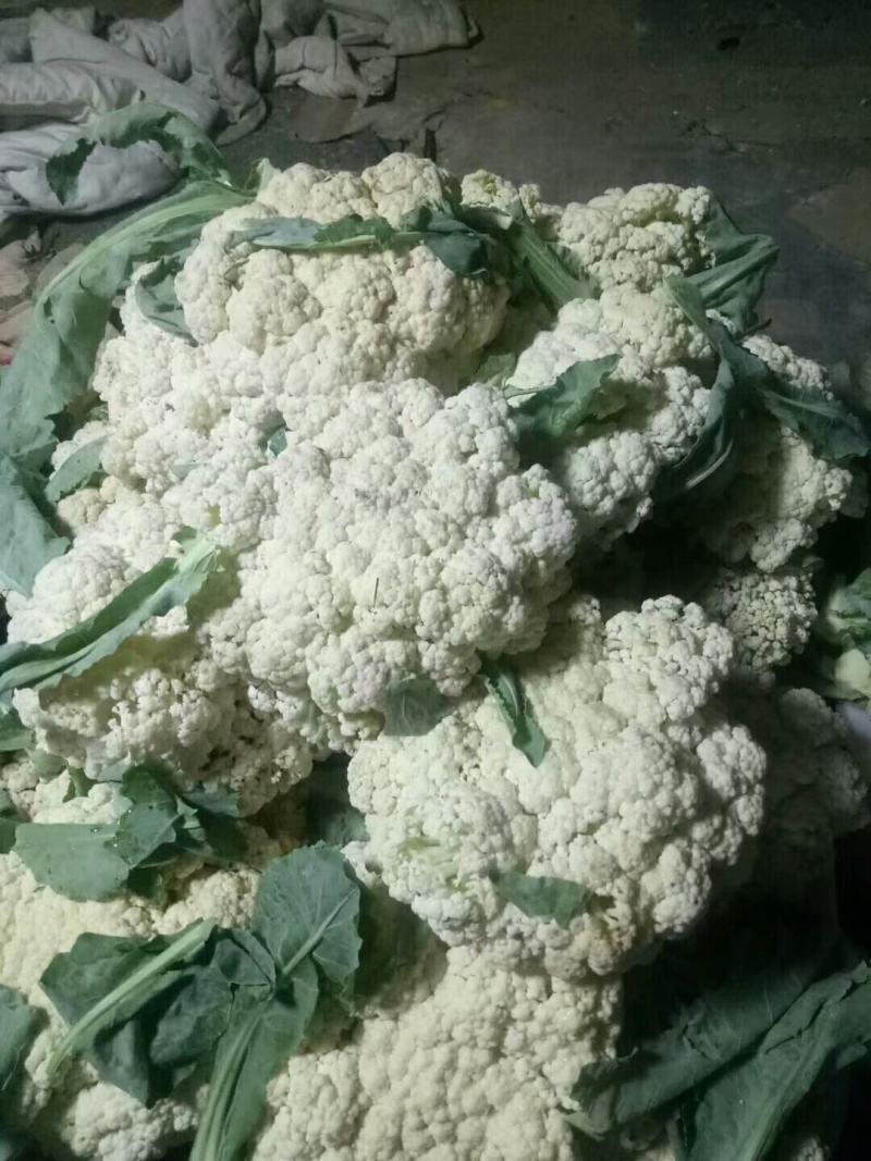 有机花菜产地直销，量大从优，货源充足，诚信经营