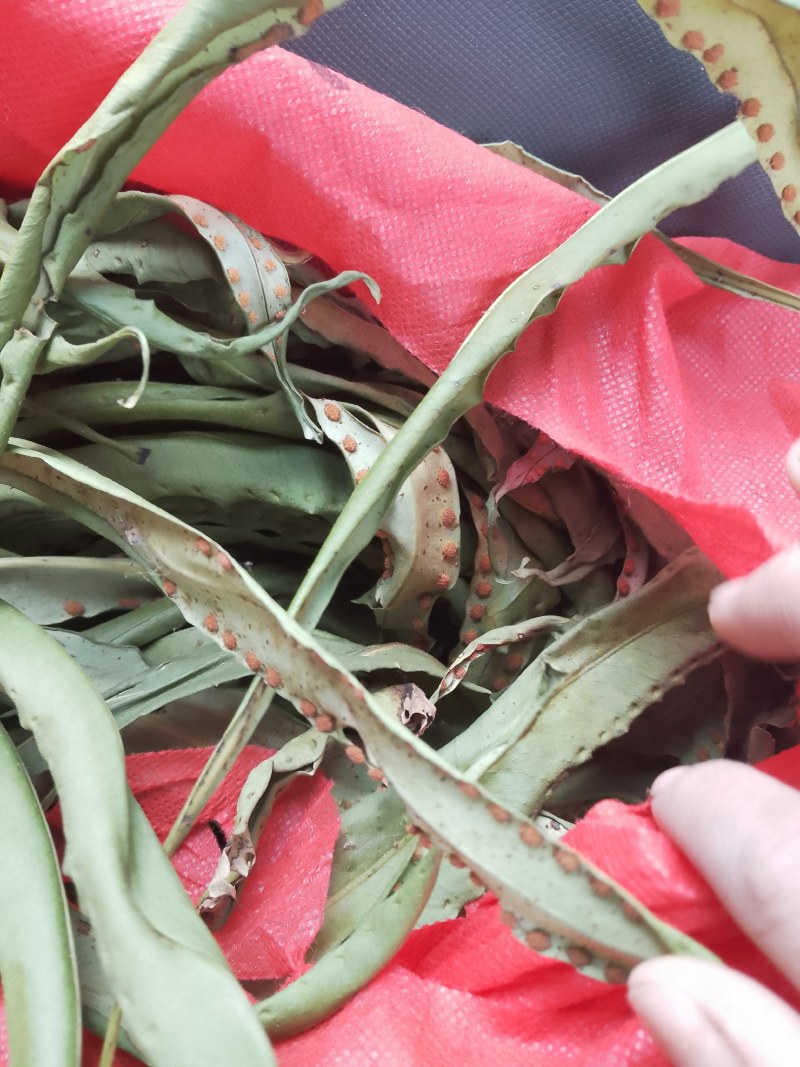 云南怒江峡谷野生化石草，高品质（肾精草）