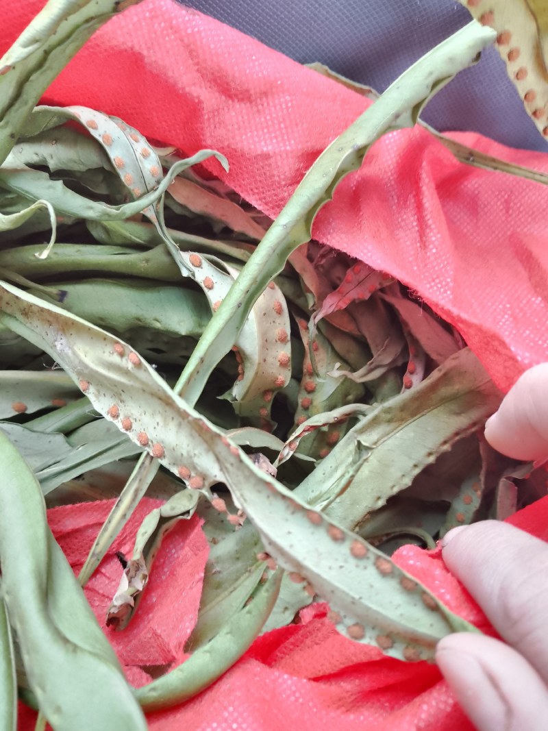 云南怒江峡谷野生化石草，高品质（肾精草）