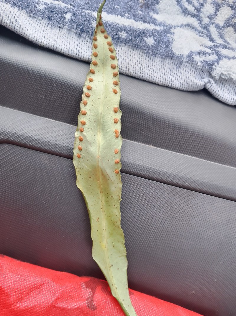 云南怒江峡谷野生化石草，高品质（肾精草）