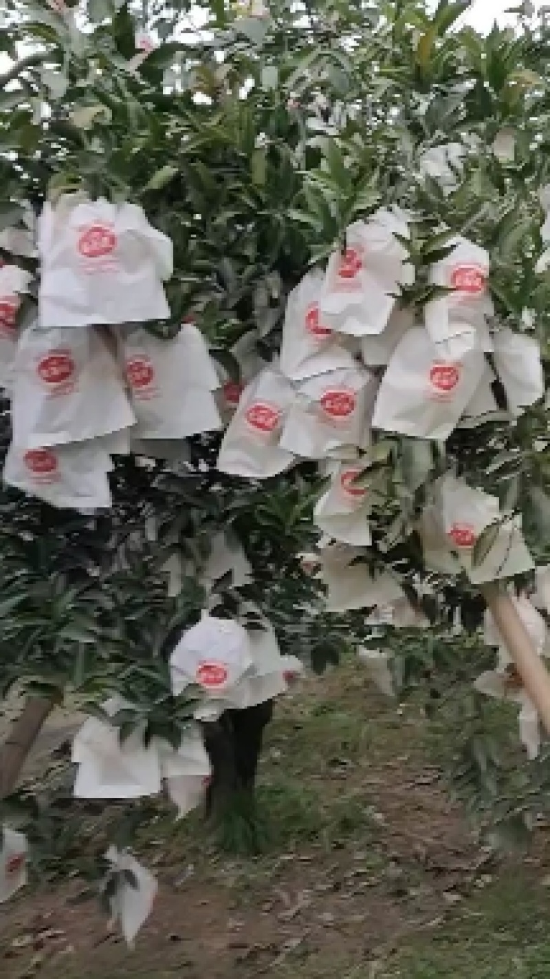 高山货春见柑桔耙耙柑口感非常好职业经纪人代办
