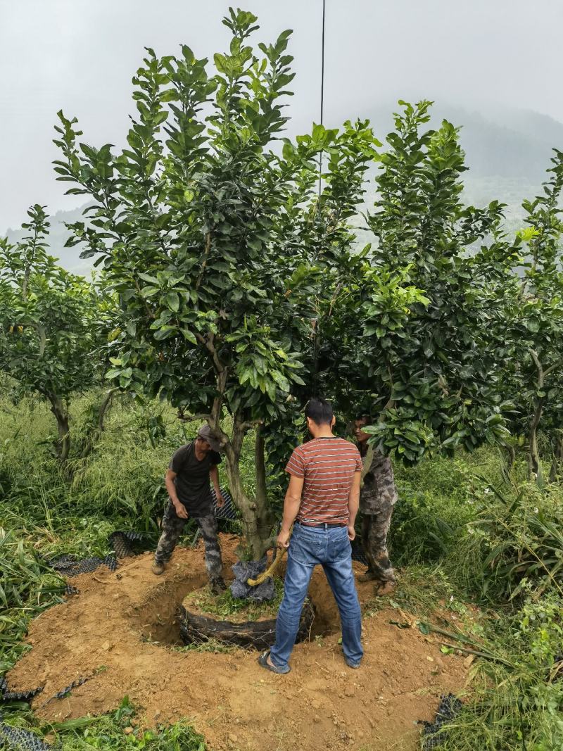 柚子树正宗福建琯溪蜜柚树结红心果实水果树