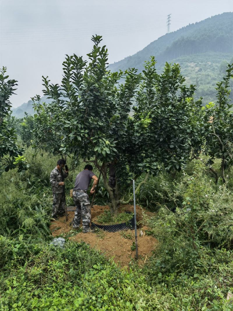 柚子树正宗福建琯溪蜜柚树结红心果实水果树