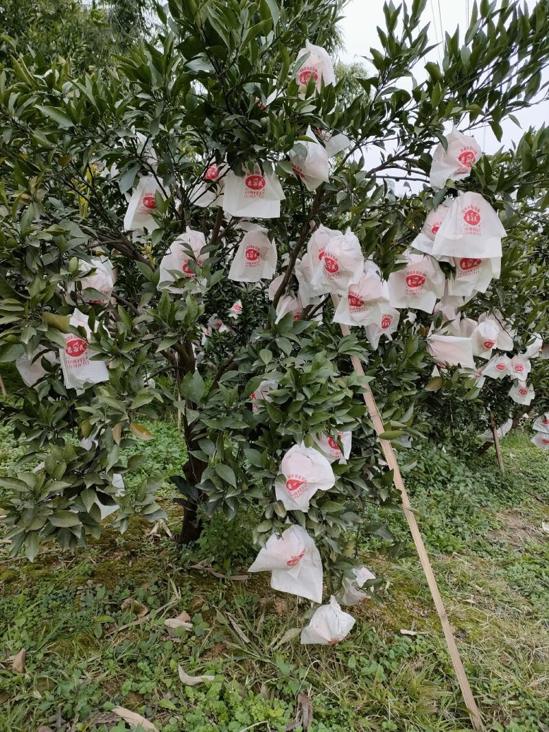 高山货耙耙柑春见口感非常好大量现货出售供