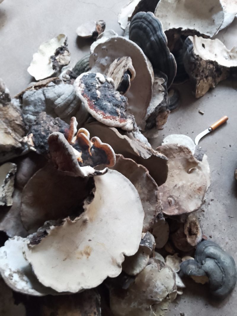松灵芝，干货，统货，有需要可以预订，要量大的可以提前预订