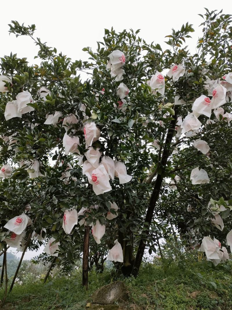 柑桔春见耙耙高山货柑口感非好市场货电商货大量供应