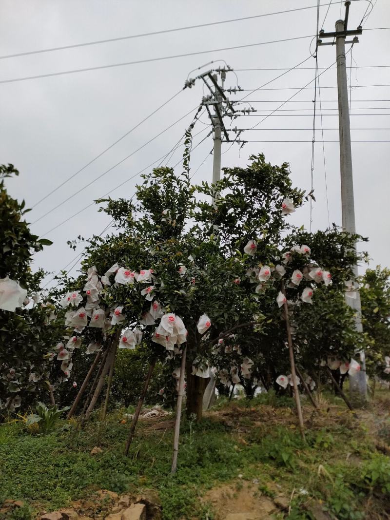 柑桔春见耙耙高山货柑口感非好市场货电商货大量供应