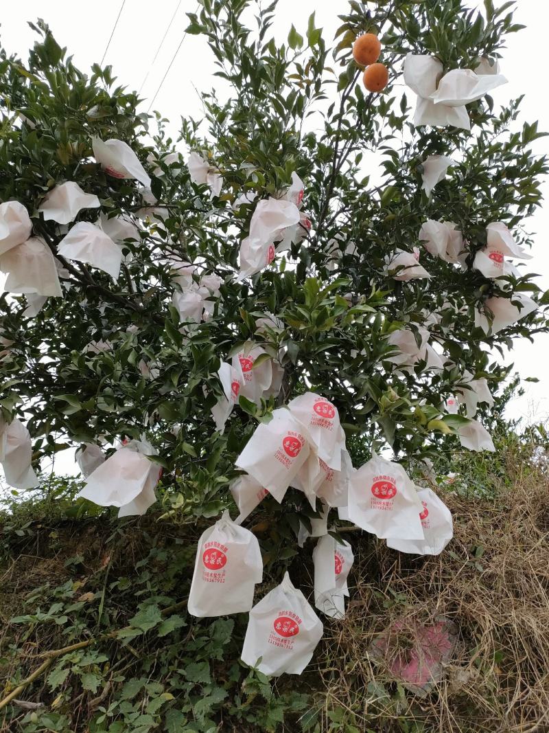 柑桔春见耙耙高山货柑口感非好市场货电商货大量供应