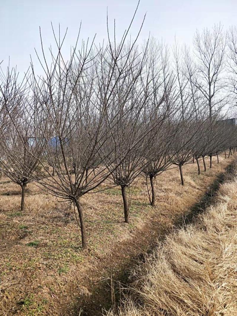 原生骨里红红梅3到10公分有货沭阳基地无中间商差价