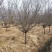 原生骨里红红梅3到10公分有货沭阳基地无中间商差价