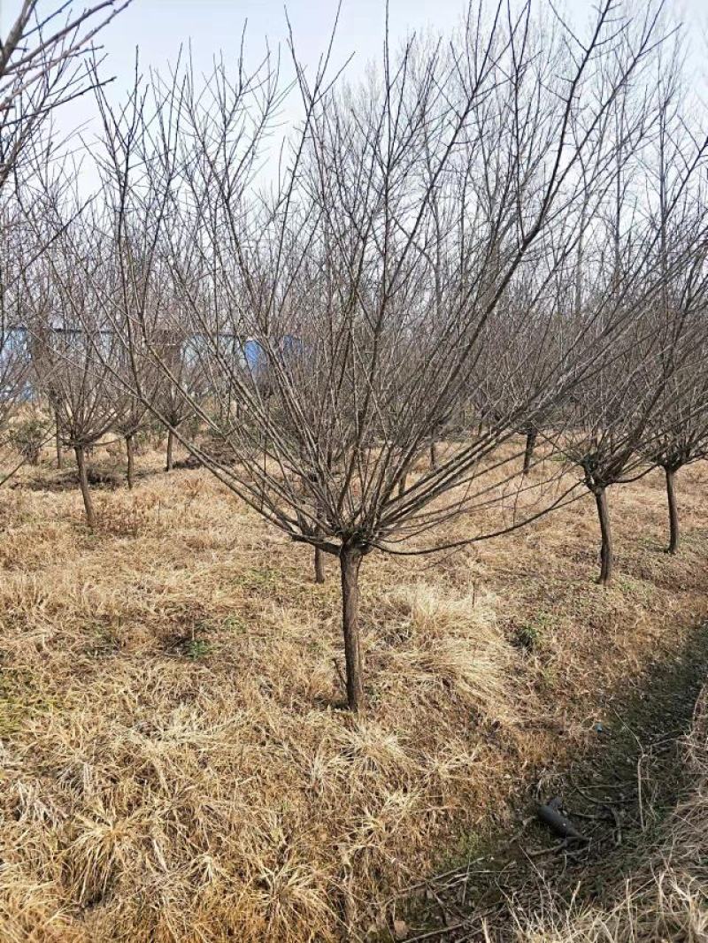 原生骨里红红梅3到10公分有货沭阳基地无中间商差价