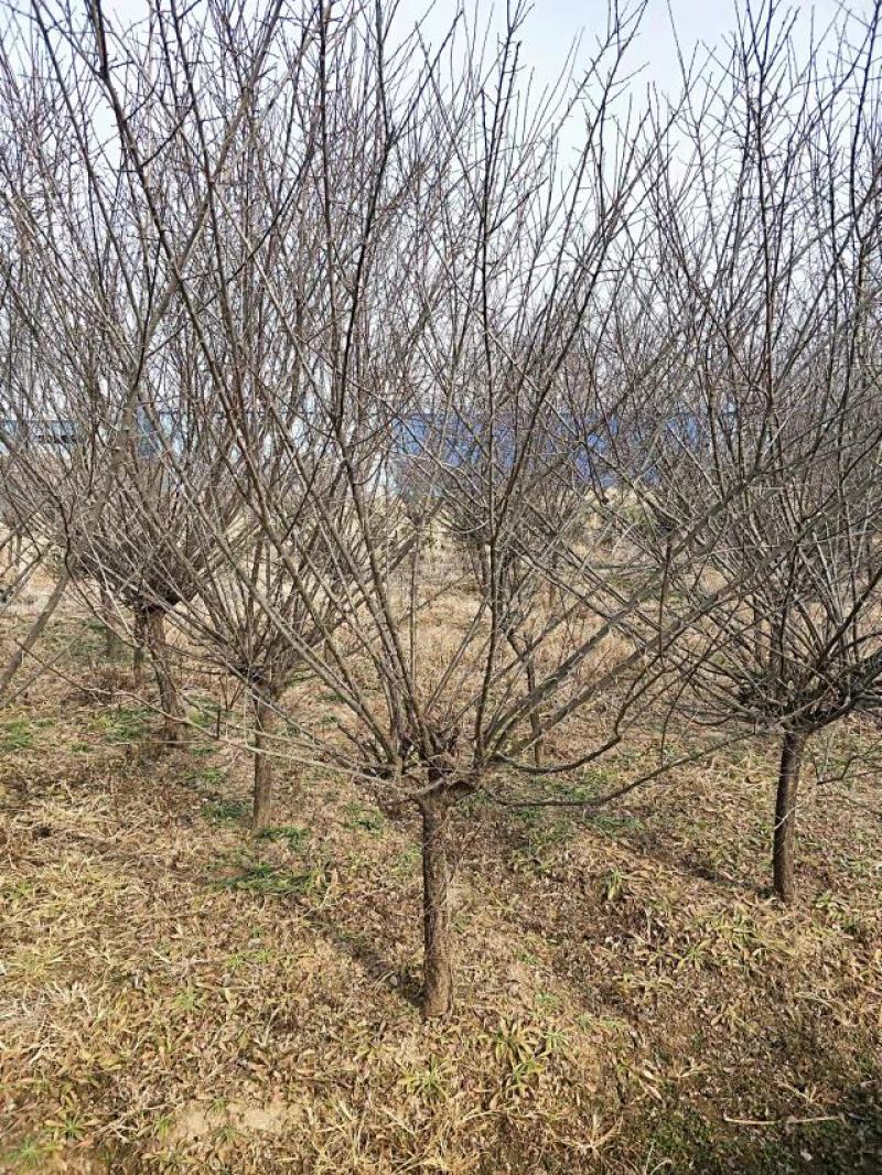 原生骨里红红梅3到10公分有货沭阳基地无中间商差价