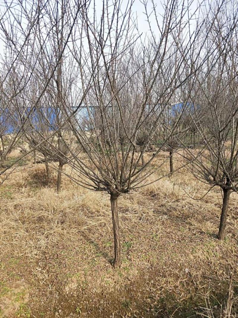原生骨里红红梅3到10公分有货沭阳基地无中间商差价