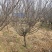 原生骨里红红梅3到10公分有货沭阳基地无中间商差价