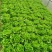 生菜散叶生菜意大利散叶生菜散叶生菜散叶生菜