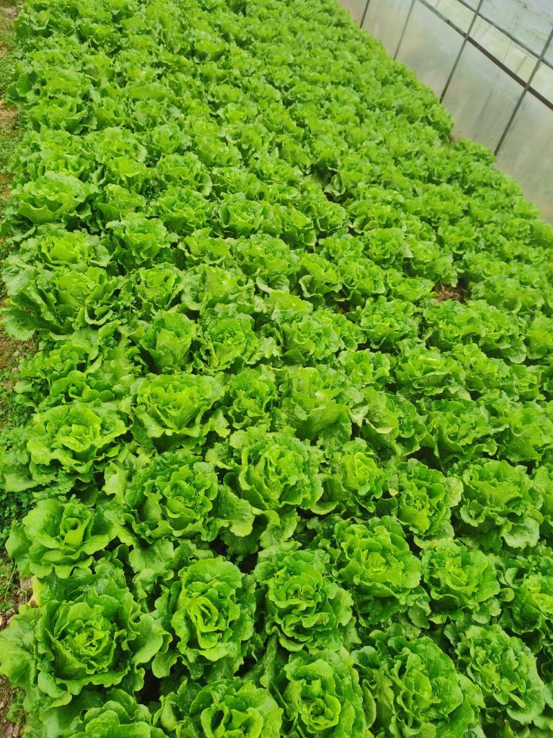 生菜散叶生菜意大利散叶生菜散叶生菜散叶生菜