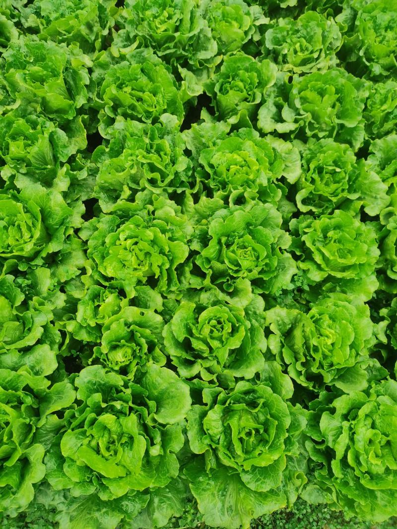 生菜散叶生菜意大利散叶生菜散叶生菜散叶生菜